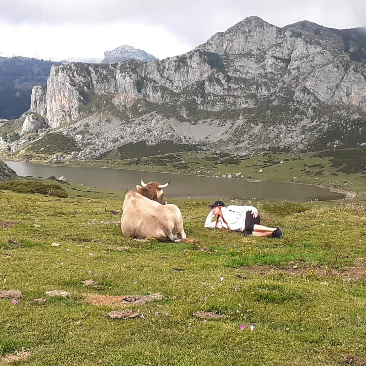 Laura junto a una vaca en el campo.