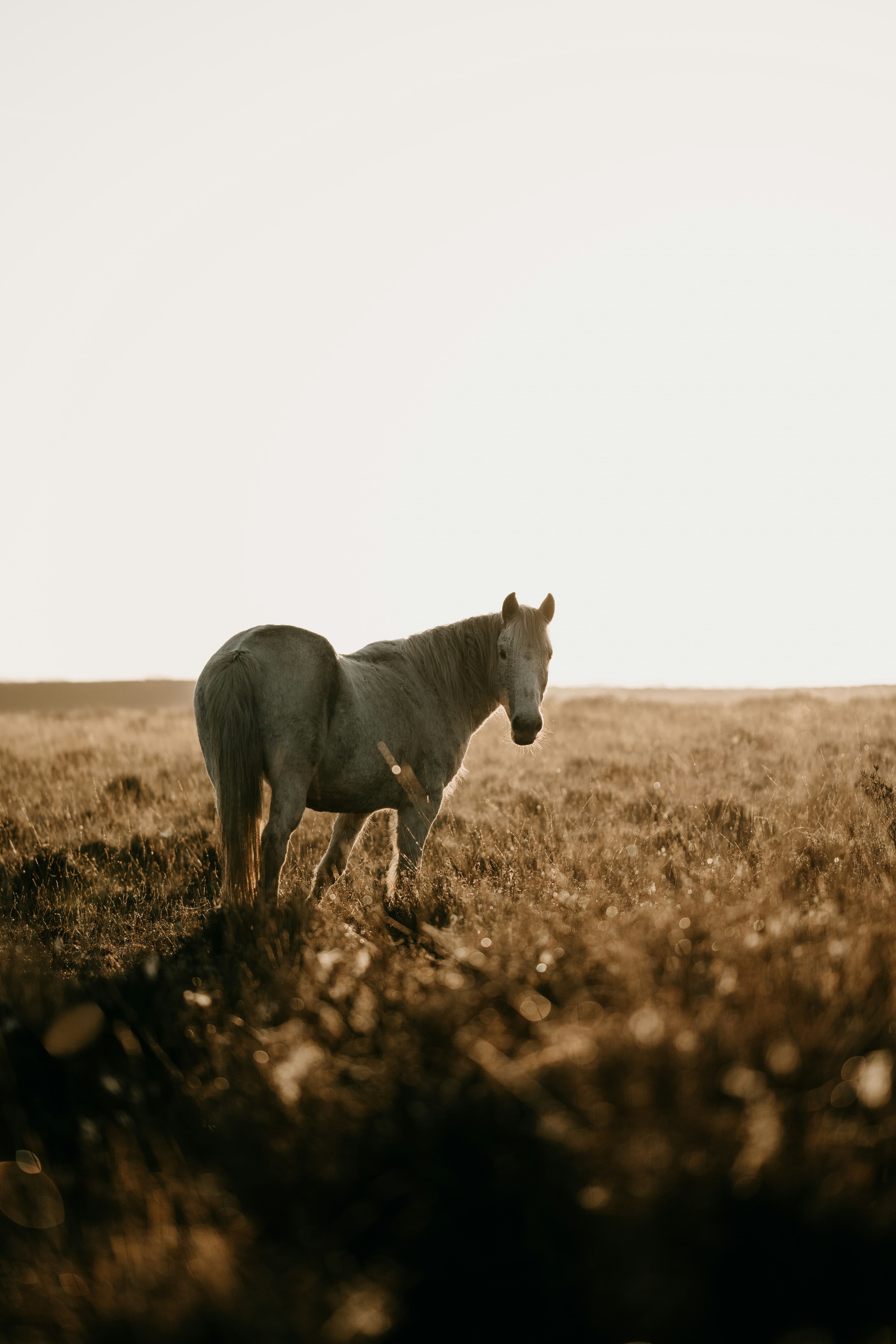Caballo blanco en un campo de hierba seca con luz cálida.