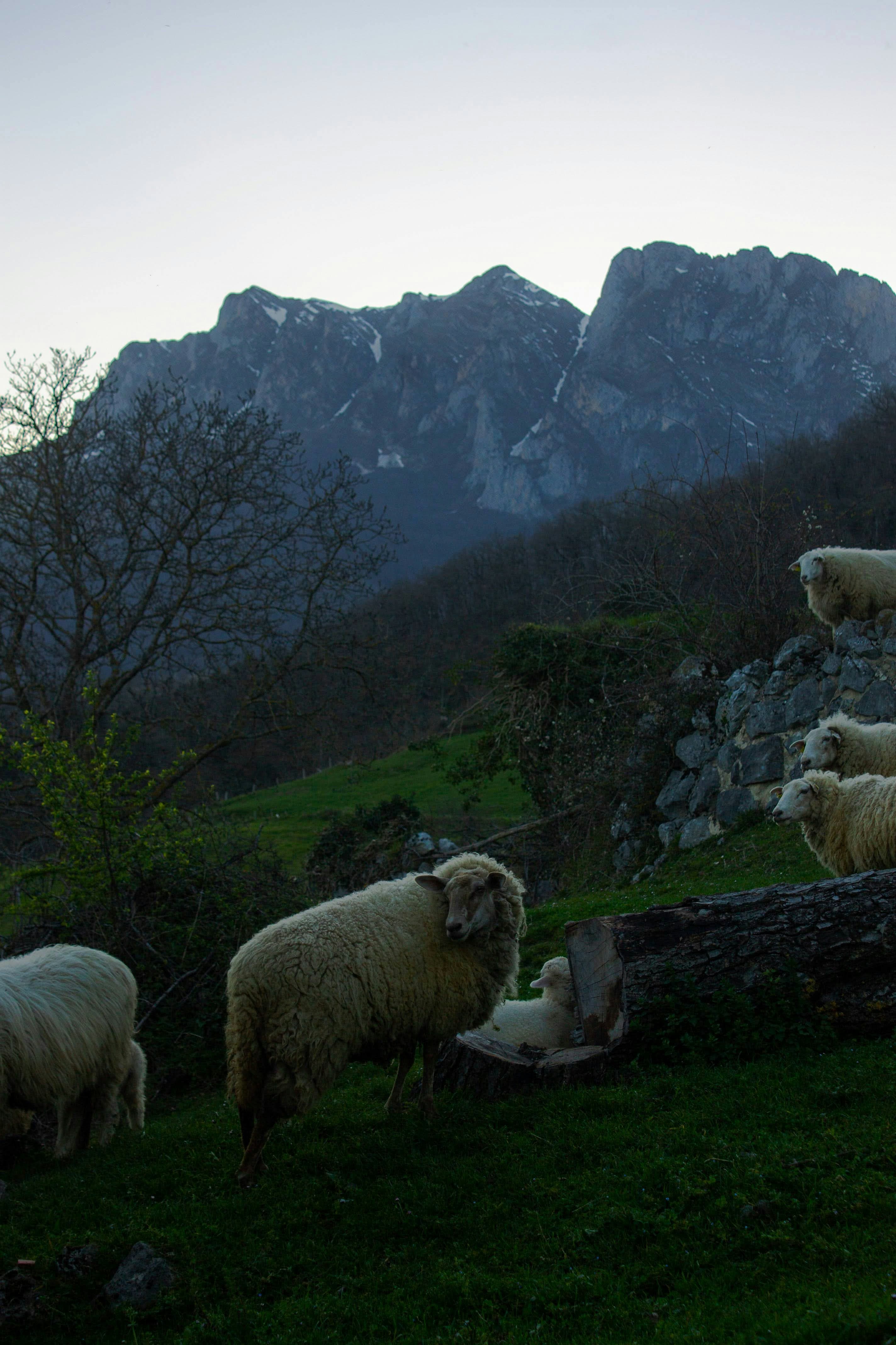 Rebaño de ovejas pastando en una ladera al atardecer.