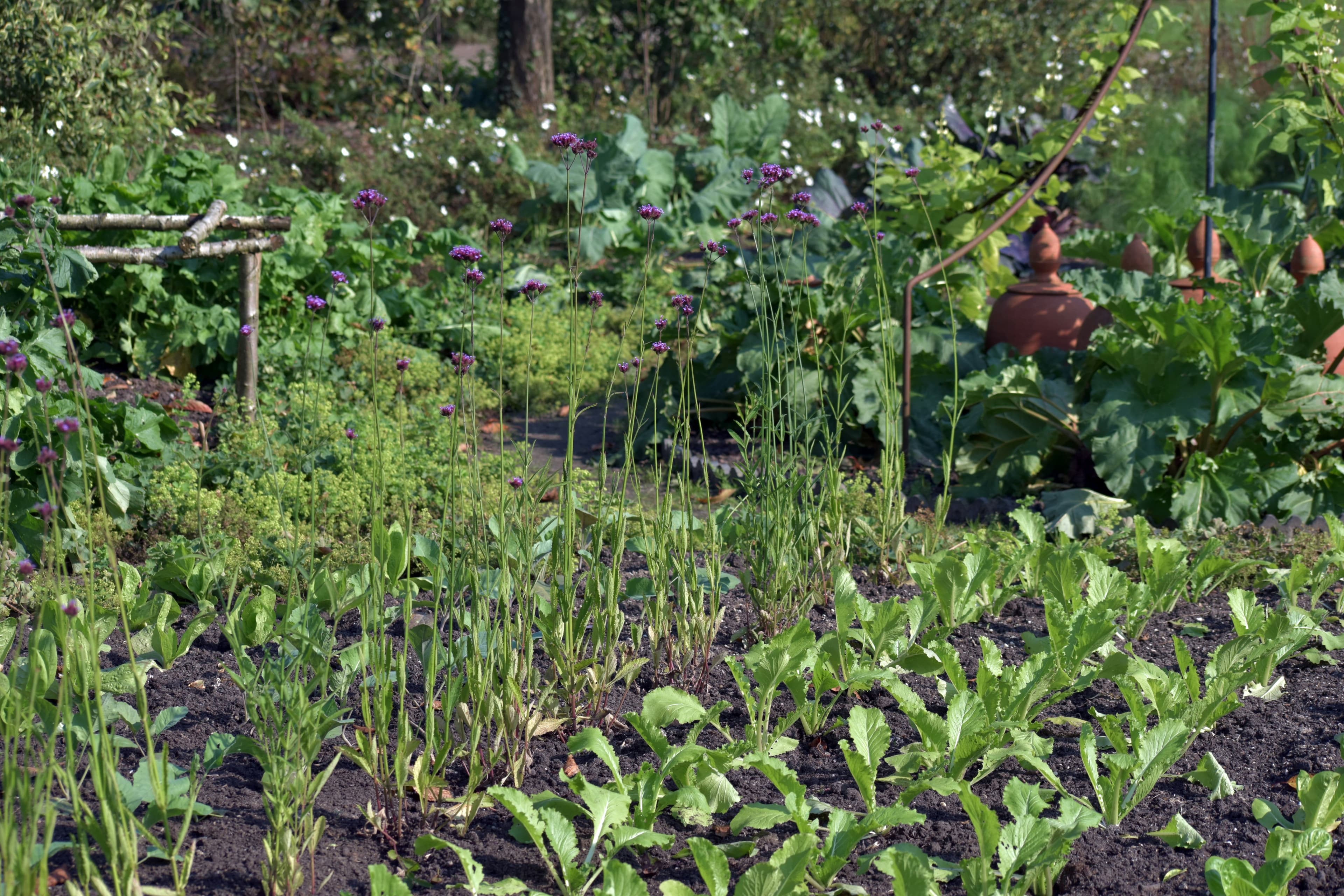 Huerto frondoso con hileras de hortalizas y plantas verdes.